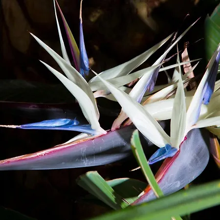 Aparthotel La Conchiglia