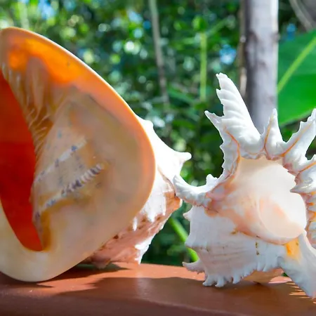 La Conchiglia Aparthotel 3*